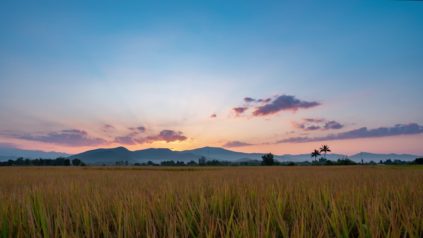 Time lapse during dawn to sunrise  over the golden rice fields is ready to harvest at Chiang Mai province Thailand. tilt down effect. Royalty-Free Stock Footage #1062575032