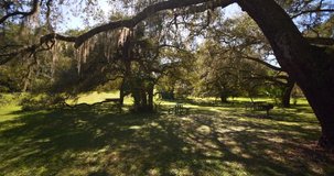 Ocala National Forest Florida USA Spanish Oak Trees nature 4k
