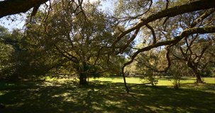 Walking among Spanish Oak Trees Ocala National Forest USA