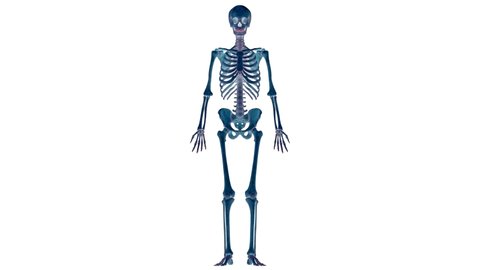 Human Skeleton System Bone Joints Anatomy Animation Concept. 3D