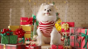 happiness and cheerful Dog breed white color pomeranian with gifts present boxes and Christmas tree in the room, Happy Christmas festive background - Powered by Shutterstock - Get 15% off with code: PIKWIZARD15