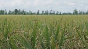 Rice paddy field in harverting season. Closeup yellow paddy rice field with green leaf in autumn. Royalty high-quality stock video footage of ripe rice fields. Background rice fields prepare harvest