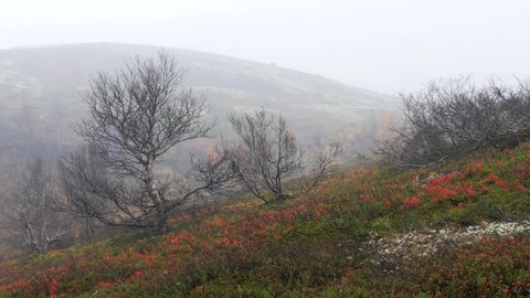 Leafless birches and aspens on the slope of a hill covered with lichen and moss in the background. low mountain in the fog. Landscape of the polar tundra on an autumn cloudy day.