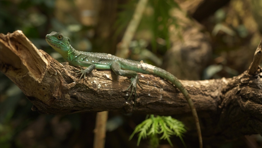 Young dragon type lizard resting and sometimes moving head on a branch. Tail hanging. 4k tripod side shot
