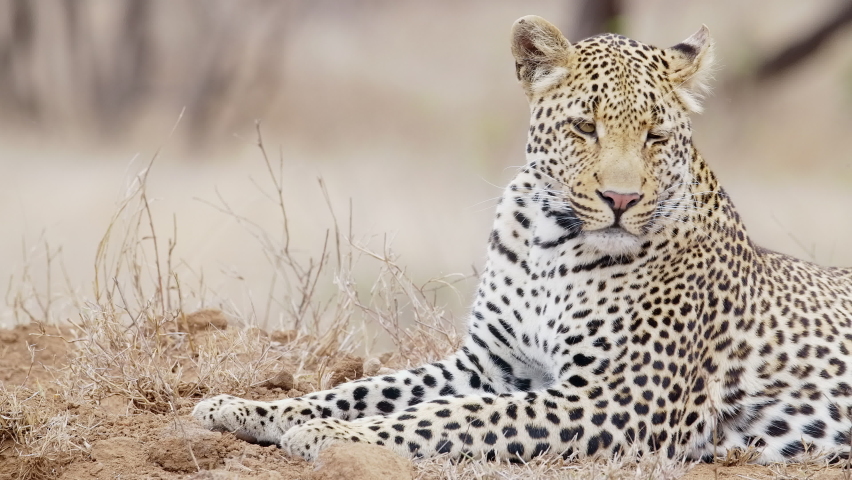 male leopard turning around half way Stock Footage Video (100% Royalty ...