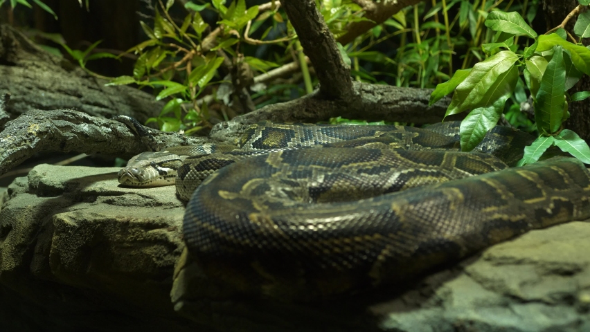 4k filmed by hand (no tripod) - sleeping resting anaconda boa constrictor snake with obvious breathing motion and jungle background