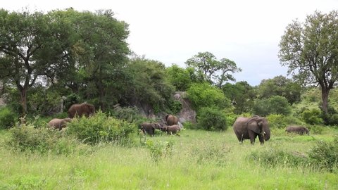 Wide shot of a herd of elephants feeding in the lush green grass, Kruger National Park.