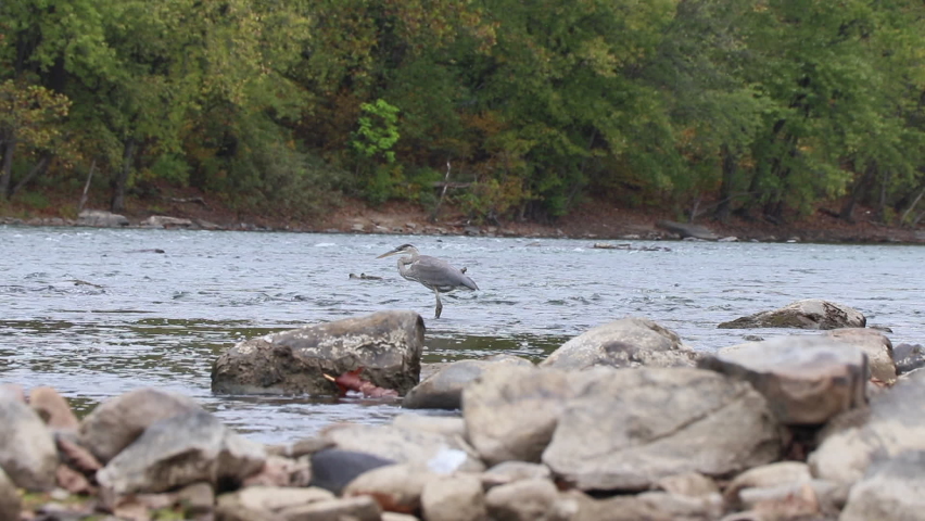 Great Blue Heron waiting on fish in a river. Rocky river edge. Fall/autumn on the river.