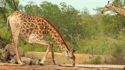 Slow motion of a giraffe standing up again after drinking with white rhinos laying in the background, Kruger National Park.