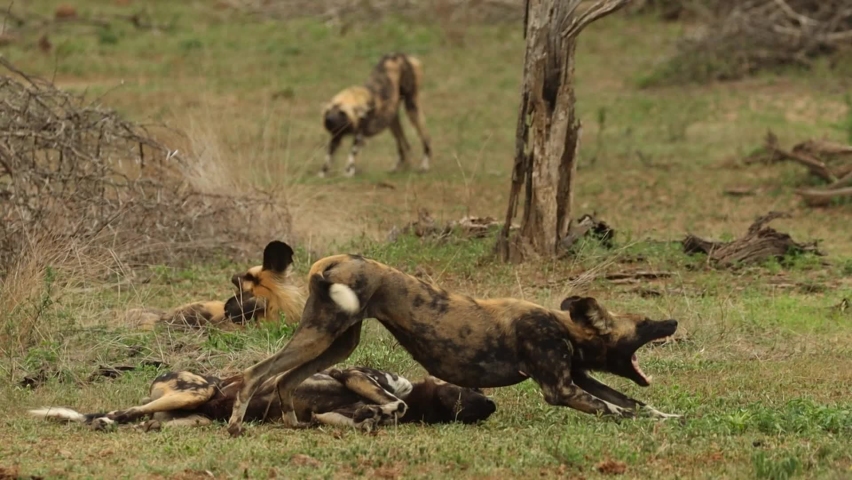 Two wild dogs bonding and licking each other