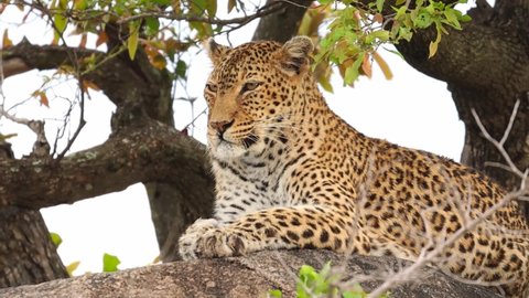 Medium shot of a leopard resting in a tree, Kruger National Park.