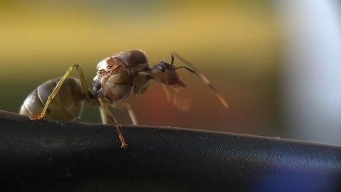 Background macro video of ant