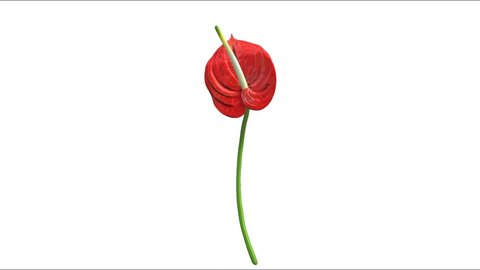 Anthurium flower on a white background. It's an Animated video clip.