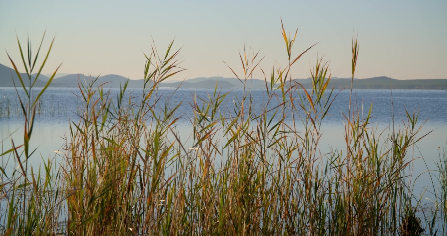 Morning in the reeds on Vransko jezero in Dalmatia, Croatia