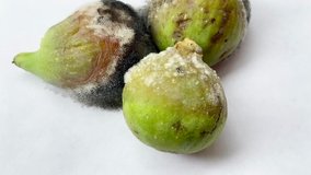 white and black mold fungi on rotten dead fig fruits