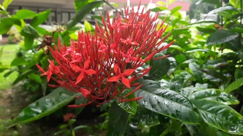 Red  ixora flower swaying by the wind. Ixora is a genus of flowering plants in the family Rubiaceae. Other names include viruchi, rangan, kheme, ponna, chann tanea, techi, pan, siantan, jejarum.