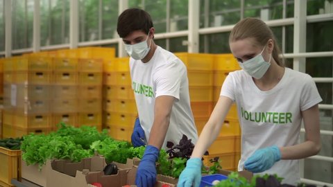Volunteers pack vegetables to donate poor Spbd. Man and woman in t-shirt and mask help during coronavirus pandemic. Aid help service. Greenhouse agroholding activist prepare delivery