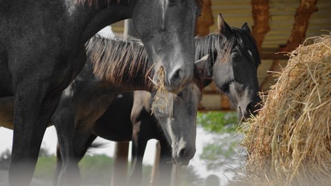 black cute horses on the farm or ranch stand outside and eat hay. one horse comes closer and looking at camera