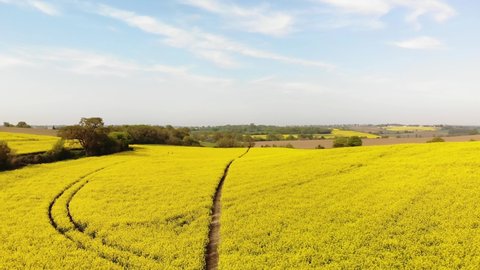 Aerial Drone Shot of Rapeseed Fields, Suffolk Countryside, England