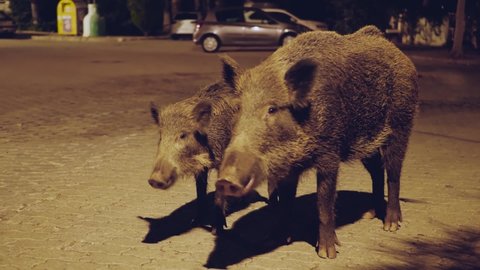 Two wild boars chew on the street at night