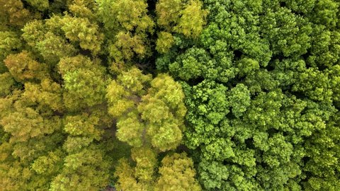 Top Down View Trees Scotland Stock Photo 1806356185 | Shutterstock