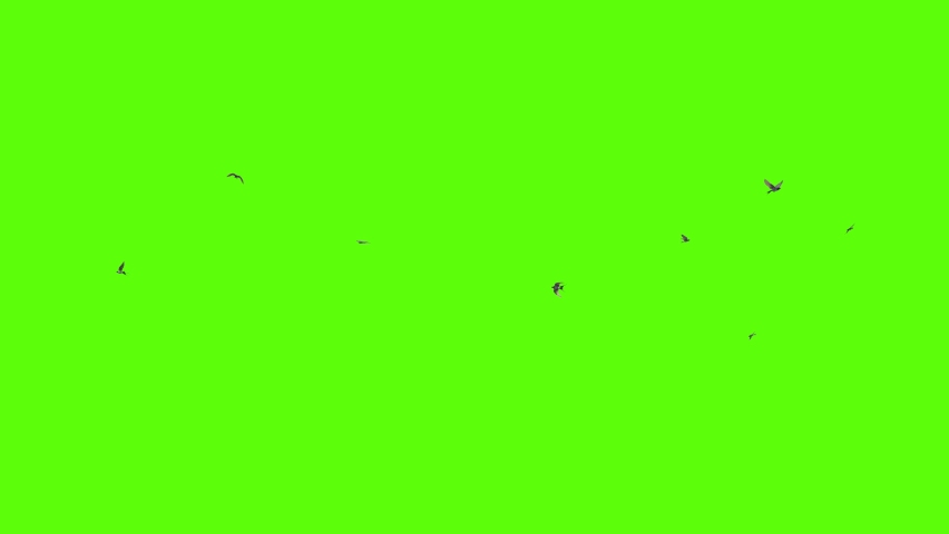 A flock of swallows circling, 3D rendering, green screen animation Royalty-Free Stock Footage #1062606895
