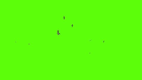 A flock of swallows circling, 3D rendering, green screen animation