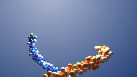 Abstract DNA orange and blue pearls intertwining 3D animation.  DNA double helix. Science and medicine concepts building in time. 
