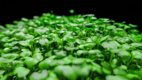 Mustard Sprouts Micro Greens Moving in Time Lapse as Perfect Organic Food Background. Growing Germination of Newborn Mustard Greens Plant in Greenhouse Agriculture. Macro Shot on a Black Bacground