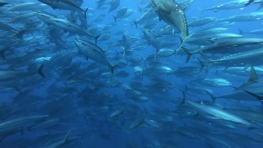 Bluefin tuna school gliding through the tranquil depths of the Mediterranean, showcasing synchronized movement.