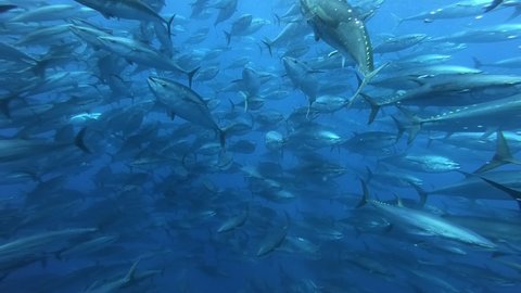A group of tuna  in the depths of the mediterranean sea
