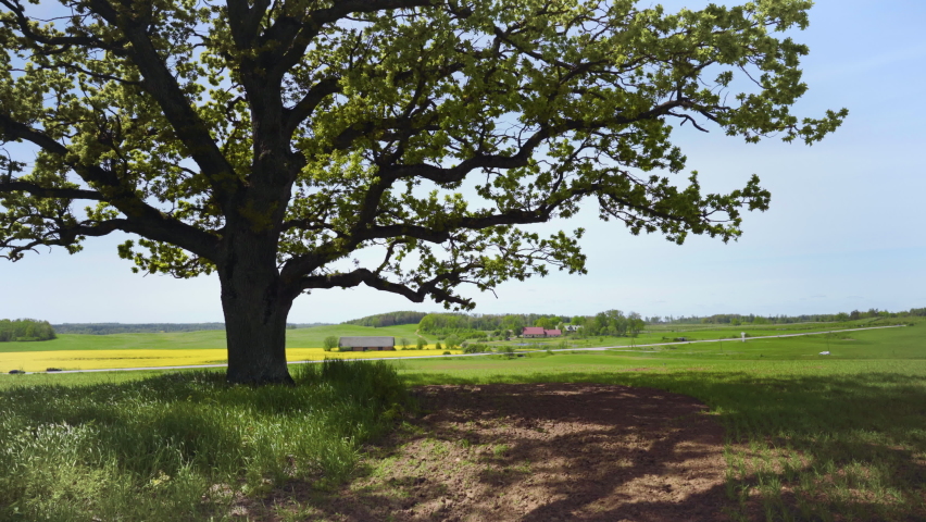 Old oak in the summer field in the wind