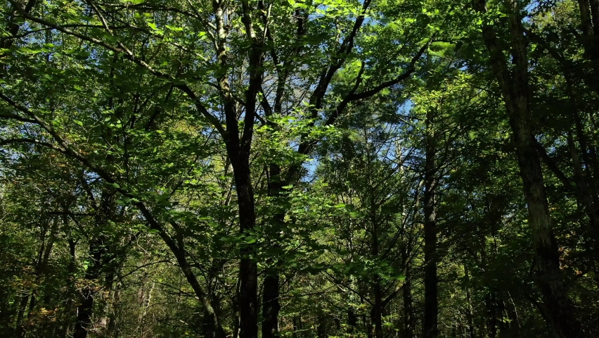 Hiking trails in North Georgia mountains