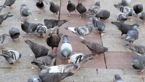 Lots of grey city pigeons, feral doves eating bread crumbs. Large number of common town birds feeding on breadcrumbs on the street, closeup