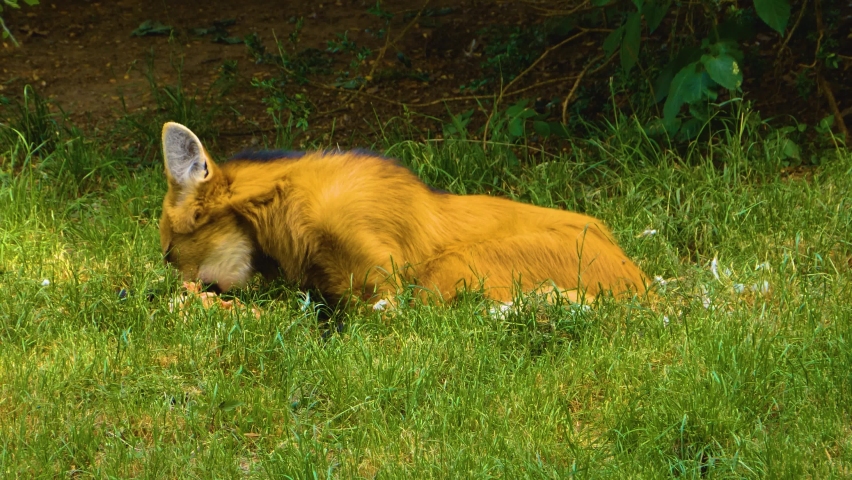 Mane wolf eating a chicken on a meadow