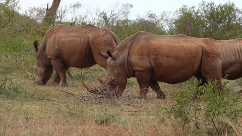 A group of white rhinos feeding while walking through the frame, Kruger National Park.