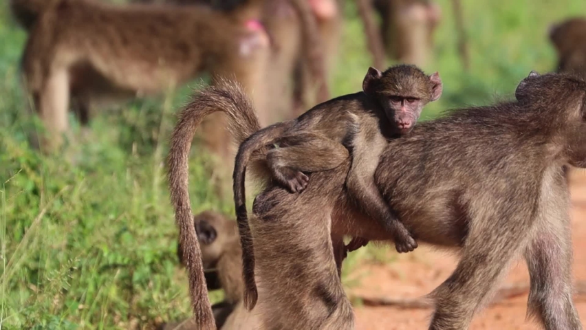 Baboon Eats Baby Gazelle Alive