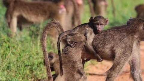 A baby baboon catching a ride on its mother's back, Kruger National Park.
