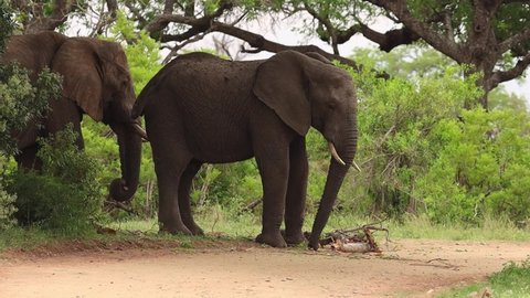 An elephant investigates a big branch before picking it up and tasting it, Kruger National Park.