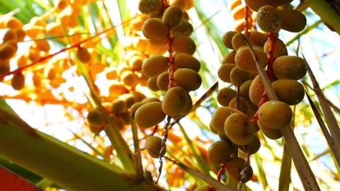 Date palm tree. Organic farming of exotic fruits. Fungi, plant disease.  4k video.