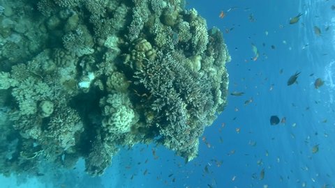 VERTICAL VIDEO: School of colorful tropical fish swims near beautiful pillar coral. Different species of tropic fishes on column of coral reef. Underwater life on the coral reef. 
