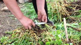 An elderly woman cuts plants with scissors before planting in the ground. Work at your summer cottage in the summer 