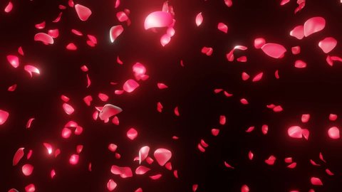 Shiny red rose petals falling on black background.Soft focus. Romantic animation of beautiful glowing flower petals. Valentine's day, love concept