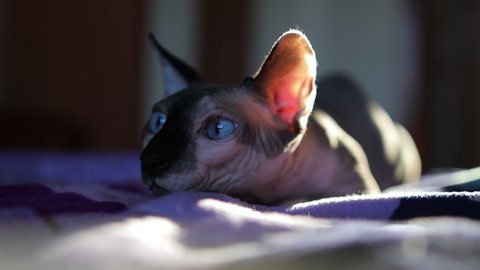 Sphynx Stock Video Footage 4k And Hd Video Clips Shutterstock