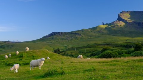 Isle of Skye, Scotland - Sheep eating grass on a green meadow 