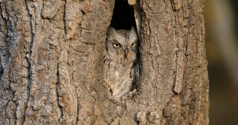 European scops owl, Otus scops, in tree hole at sunrise. Small owl peeks out from trunk. Bird also known as Eurasian scops owl. Wildlife scene. Morning in nature.