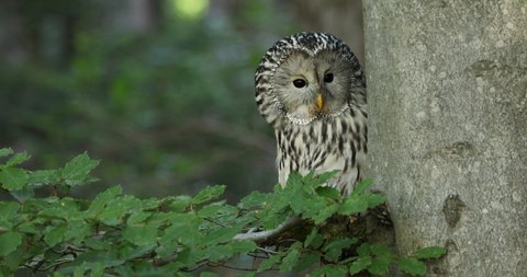 Ural owl, Strix uralensis, in beech forest. Owl perched on branch and peeks out from behind tree trunk. Beautiful grey owl in nature habitat. Wildlife scene. Bird of prey perched in green leaves.