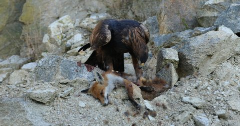 Hunter with caught prey. Golden eagle, Aquila chrysaetos, perched on stones and tears killed red fox. Majestic raptor in wild nature. Wildlife scene. Habitat Europe, Asia, North America.
