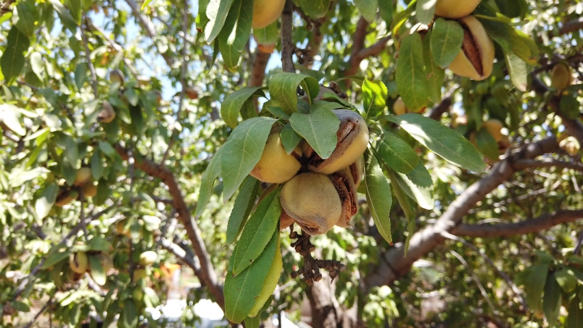 Almonds nuts. Green Almonds on the tree ready for harvest. Royalty-Free Stock Footage #1062634561