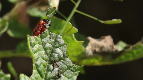 Macro of Colorado potato beetle, Leptinotarsa decemlineata larva eating fresh potato leaves on a field during a sunny summer day in rural Estonia, Northern Europe.	
